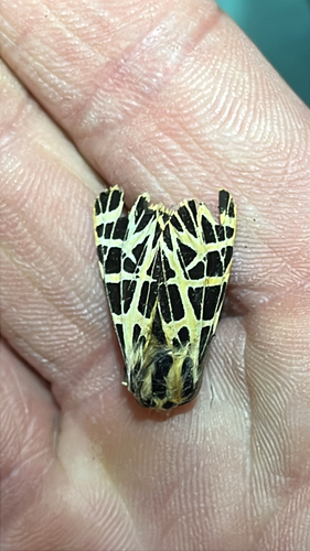 iNaturalist observation photo of Ornate Tiger Moth