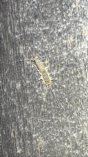iNaturalist observation photo of Four-lined Silverfish
