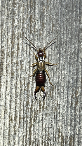 iNaturalist observation photo of Western Earwig