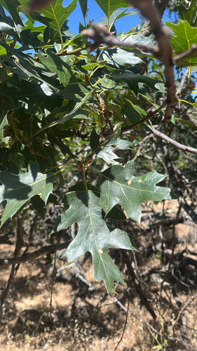 iNaturalist observation photo of California black oak