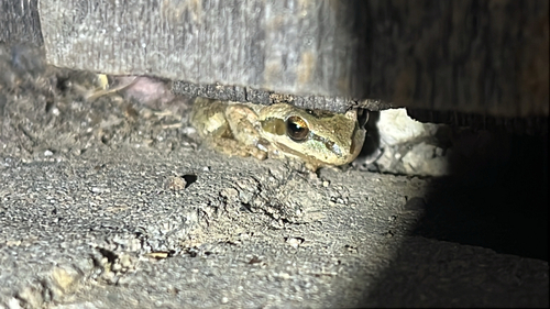 iNaturalist observation photo of Pacific chorus frog
