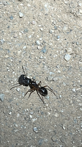 iNaturalist observation photo of Bicolored Carpenter Ant