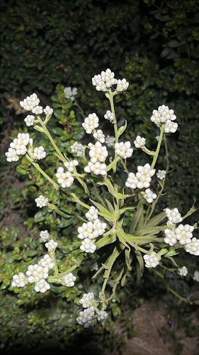 iNaturalist observation photo of California cudweed