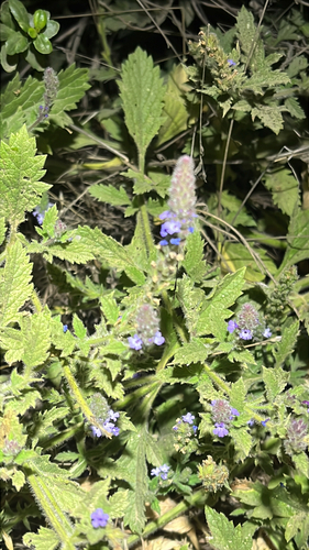 iNaturalist observation photo of western vervain