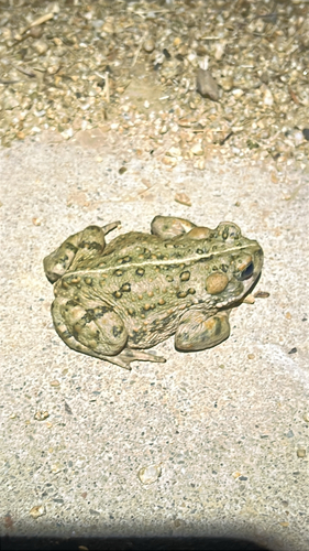 iNaturalist observation photo of Western Toad