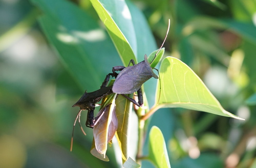 Rhamnomia dubia