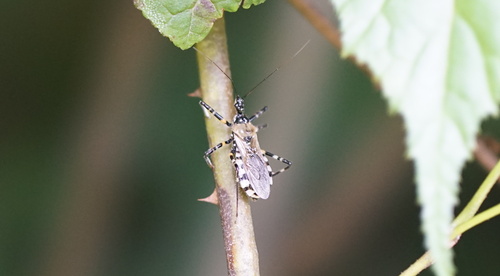 Sphedanolestes impressicollis