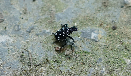 Spotted Lanternfly