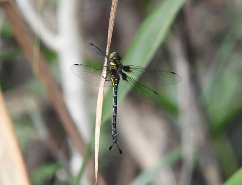 Oligoaeschna uemurai