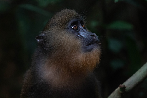 Mandrill