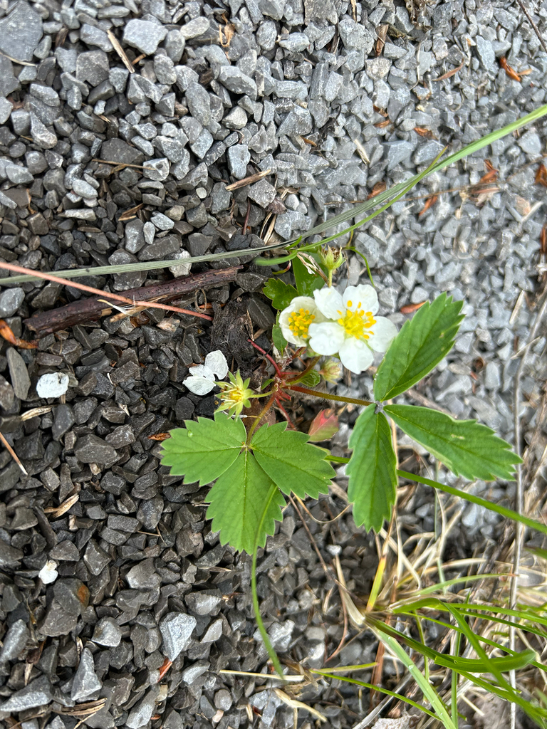 Fragaria
