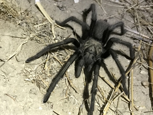Desert Tarantula