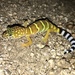 Barefoot Banded Gecko - Photo (c) Nathan, all rights reserved, uploaded by Nathan