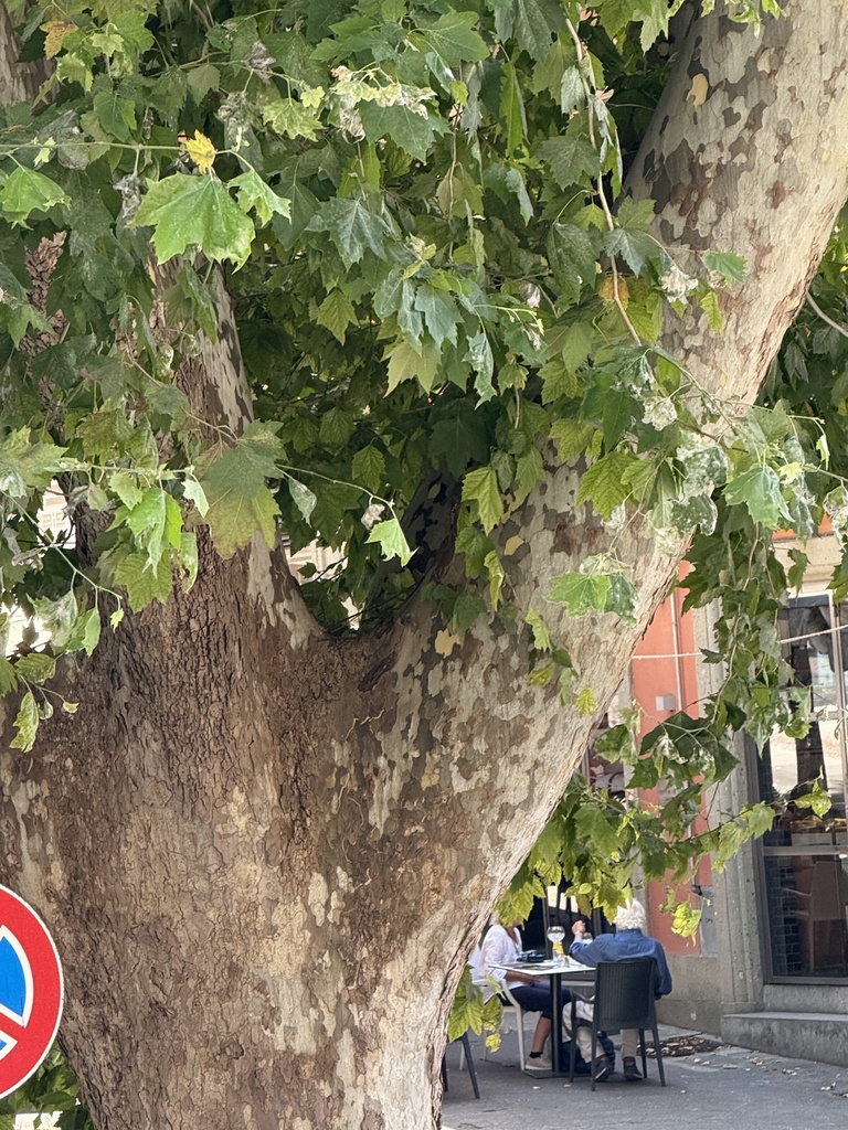 Platanus