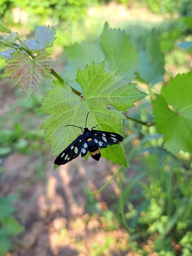 Nine-spotted Moth