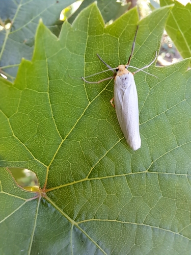 Hoary Footman