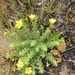 Oxalis densifolia - Photo 由 Ana Lira 所上傳的 (c) Ana Lira，保留所有權利