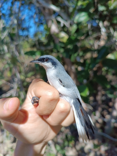 Masked Gnatcatcher