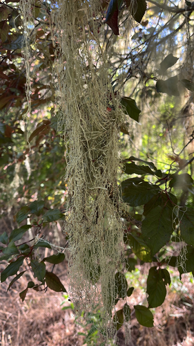 iNaturalist observation photo of lace lichen