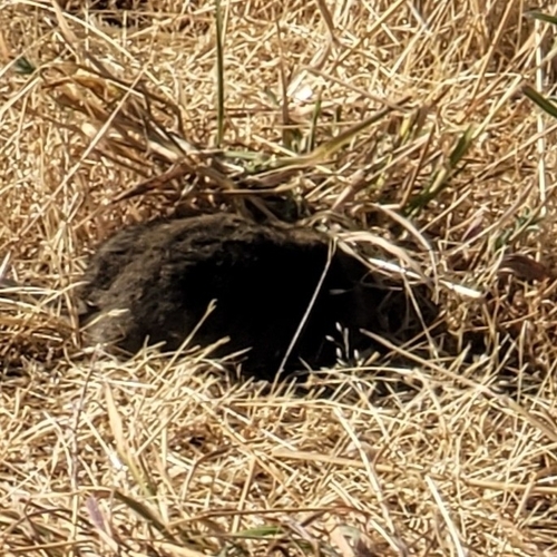 iNaturalist observation photo of California Vole