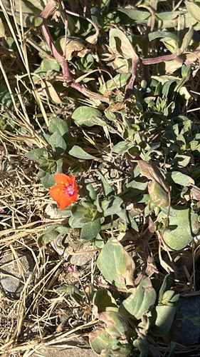 iNaturalist observation photo of scarlet pimpernel