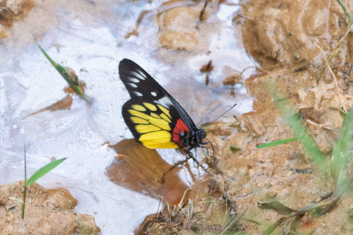 Red-based Jezebel