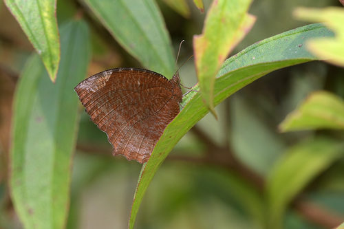Common Palmfly