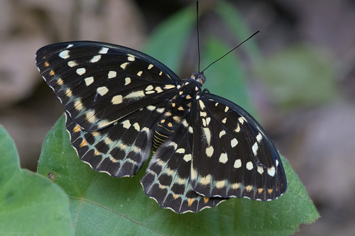 Black-tipped Archduke
