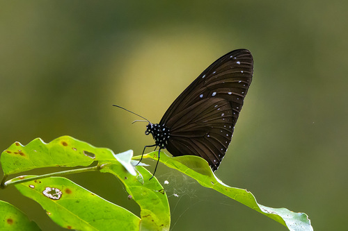 Striped Blue Crow