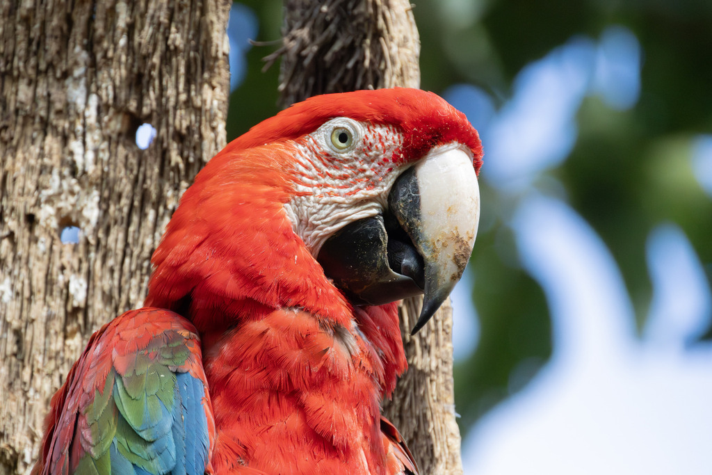 Red-and-green Macaw (Ara chloropterus) photo