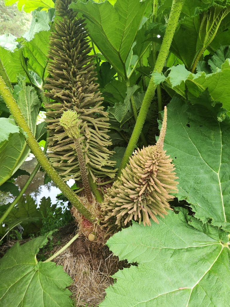 Gunnera manicata