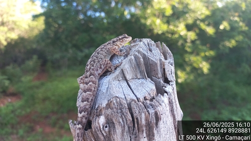 Brazilian Gecko