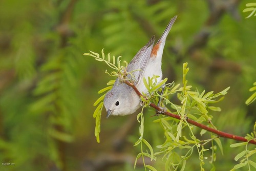 Lucy's Warbler