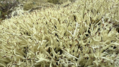 dutohlávka šidlovitá (Cladonia uncialis)