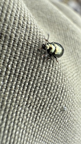 liskavka úzka (Phratora vitellinae)
