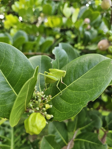 Angle-winged Katydids
