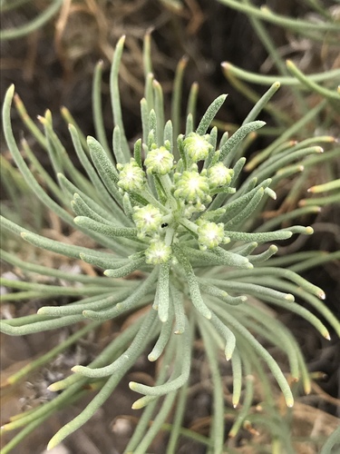 Senecio warnockii