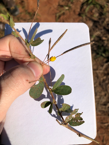 roundleaf sensitive pea
