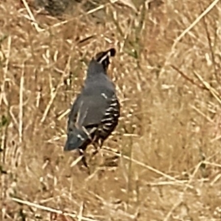 iNaturalist observation photo of California Quail
