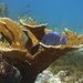 Elkhorn Coral - Photo (c) Christian Amador Da Silva, all rights reserved, uploaded by Christian Amador Da Silva