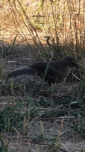 iNaturalist observation photo of California Towhee