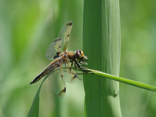 Four-spotted Skimmer