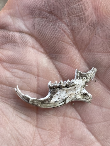 iNaturalist observation 2025-06-23