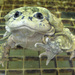 Titicaca Water Frog - Photo (c) Brad Wilson, all rights reserved, uploaded by snakedr