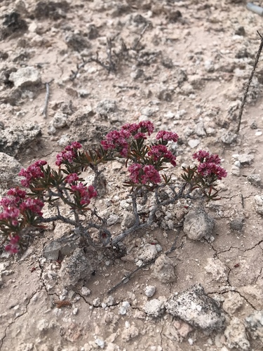 Yavapai County Buckwheat (Eriogonum ericifolium)