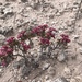 Yavapai County Buckwheat - Photo (c) clarkmit, all rights reserved