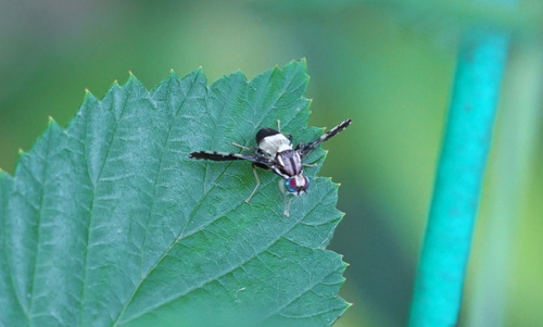 Acrotaeniostola dissimilis