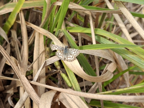Orcus Checkered-Skipper
