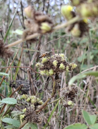 Western Honey Bee