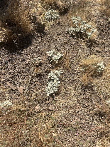 iNaturalist observation photo of turkey mullein
